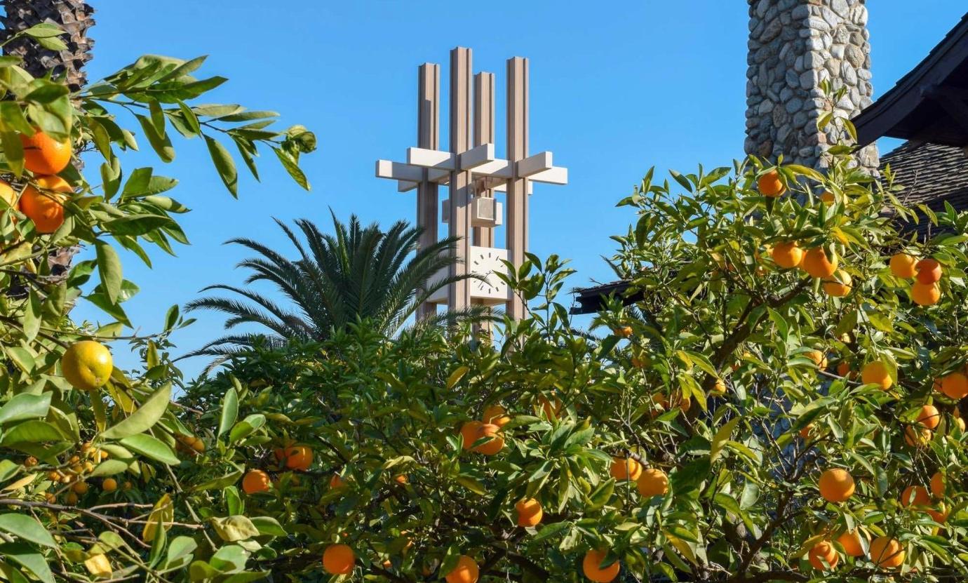 Clock Tower looms in the background in front of orange trees